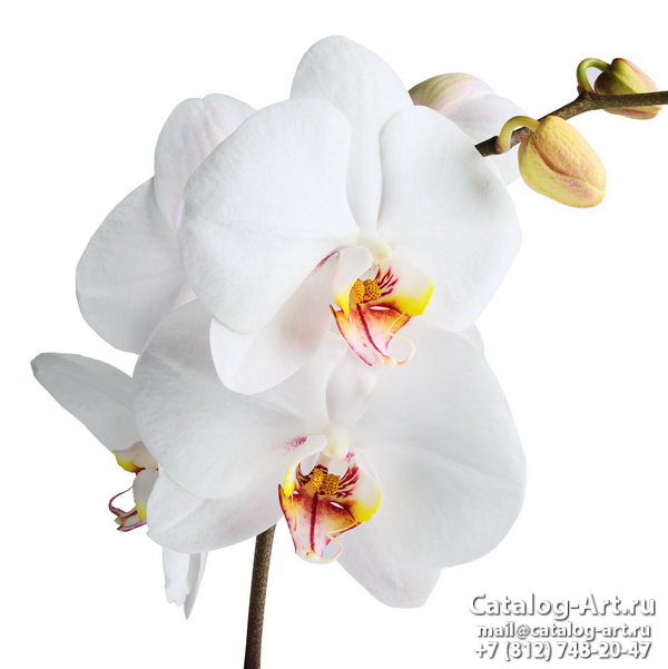 Printing images - White orchids - ceilings design